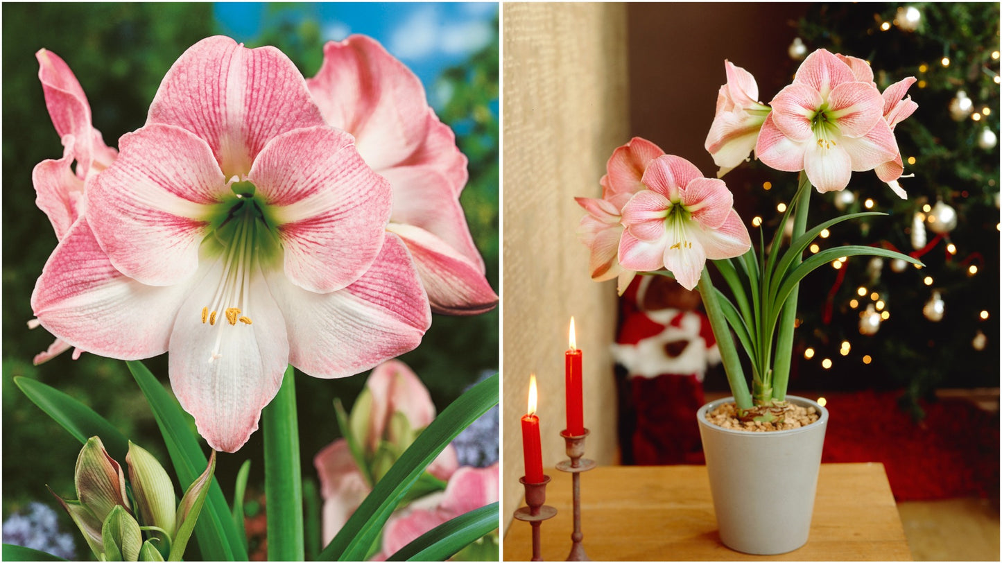 Dutch Holiday Amaryllis Gift Set with colorful Tin Pot 1 pc. Color Choice (Ships Nov. '24)