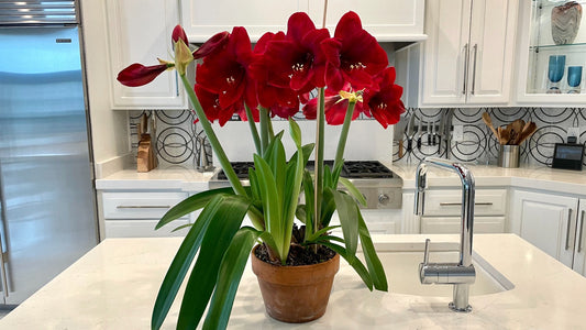 Amaryllis Spring Flowering with Colorful Watering Can 1 pc. R132174