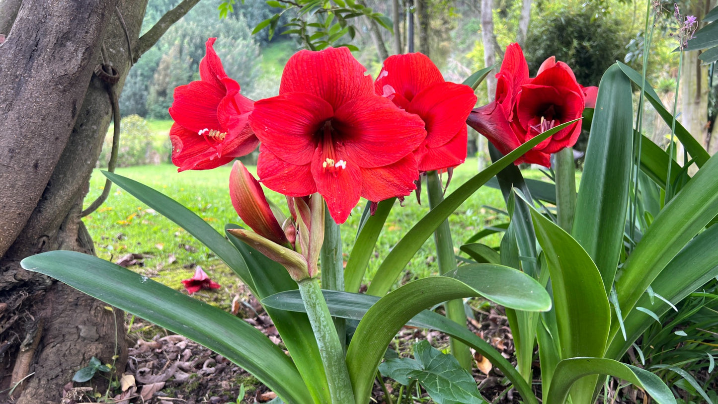 Amaryllis Spring Flowering with Colorful Watering Can 1 pc. R132174