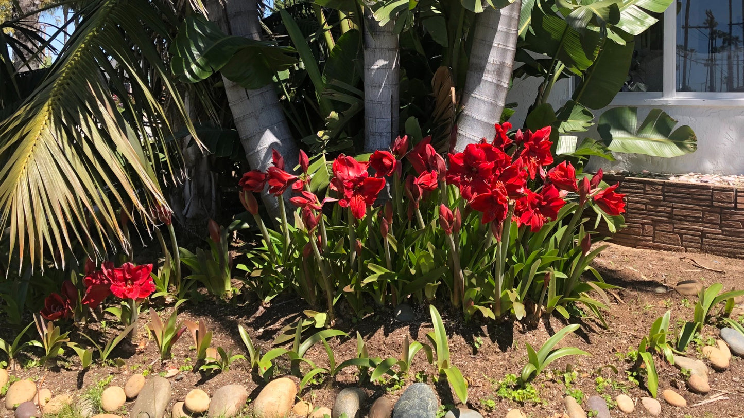 Amaryllis Spring Flowering with Colorful Watering Can 1 pc. R132174