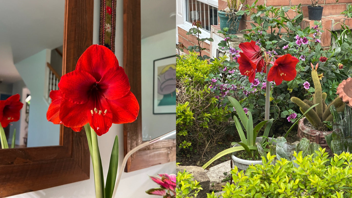 Amaryllis Spring Flowering with Colorful Watering Can 1 pc. R132174