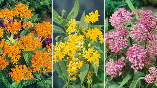 Asclepias Butterfly Bouquet 3 pc. R132051