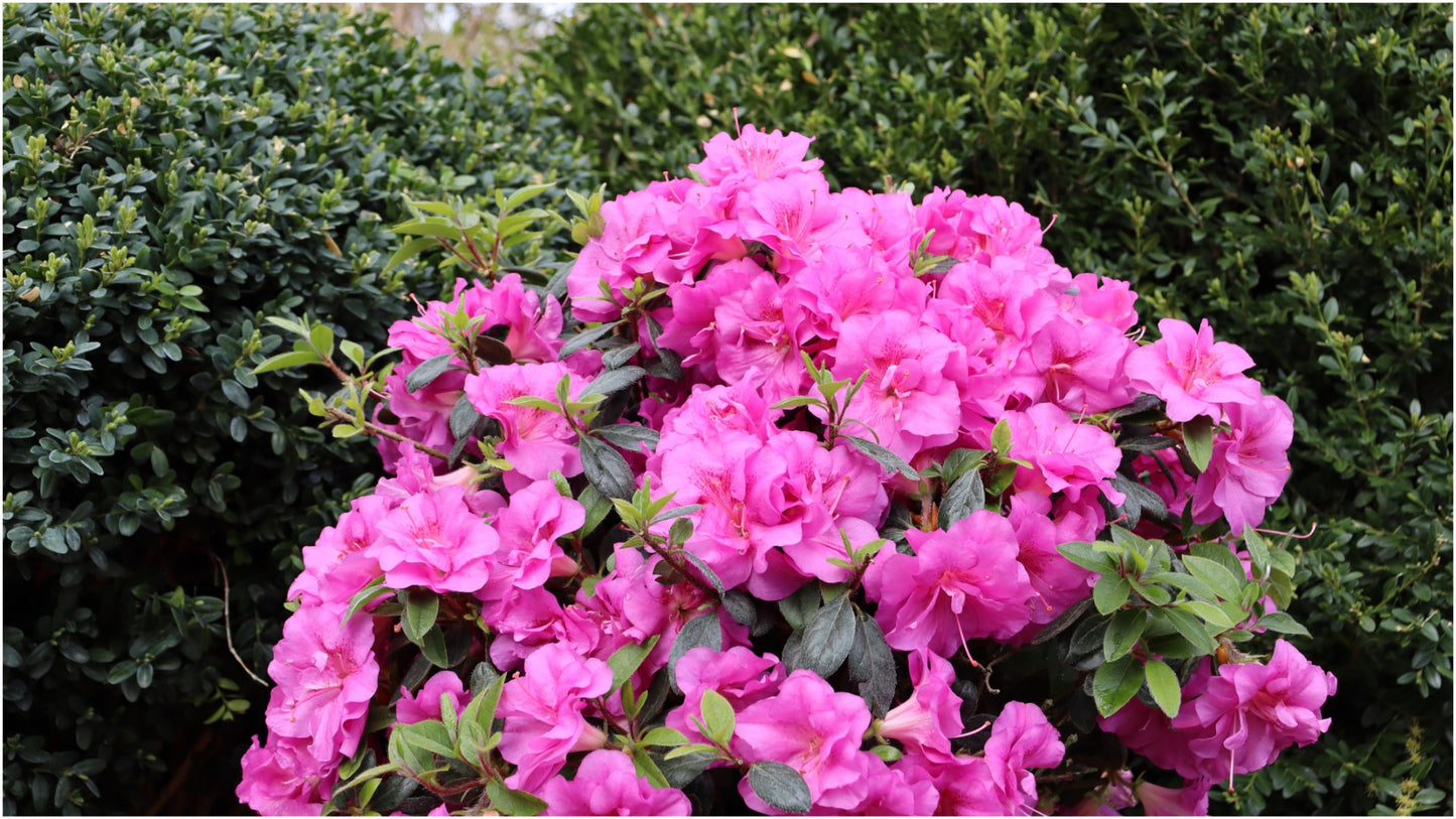 Azalea Proven Winners® Perfecto Mundo® Double 1 pc. R132141