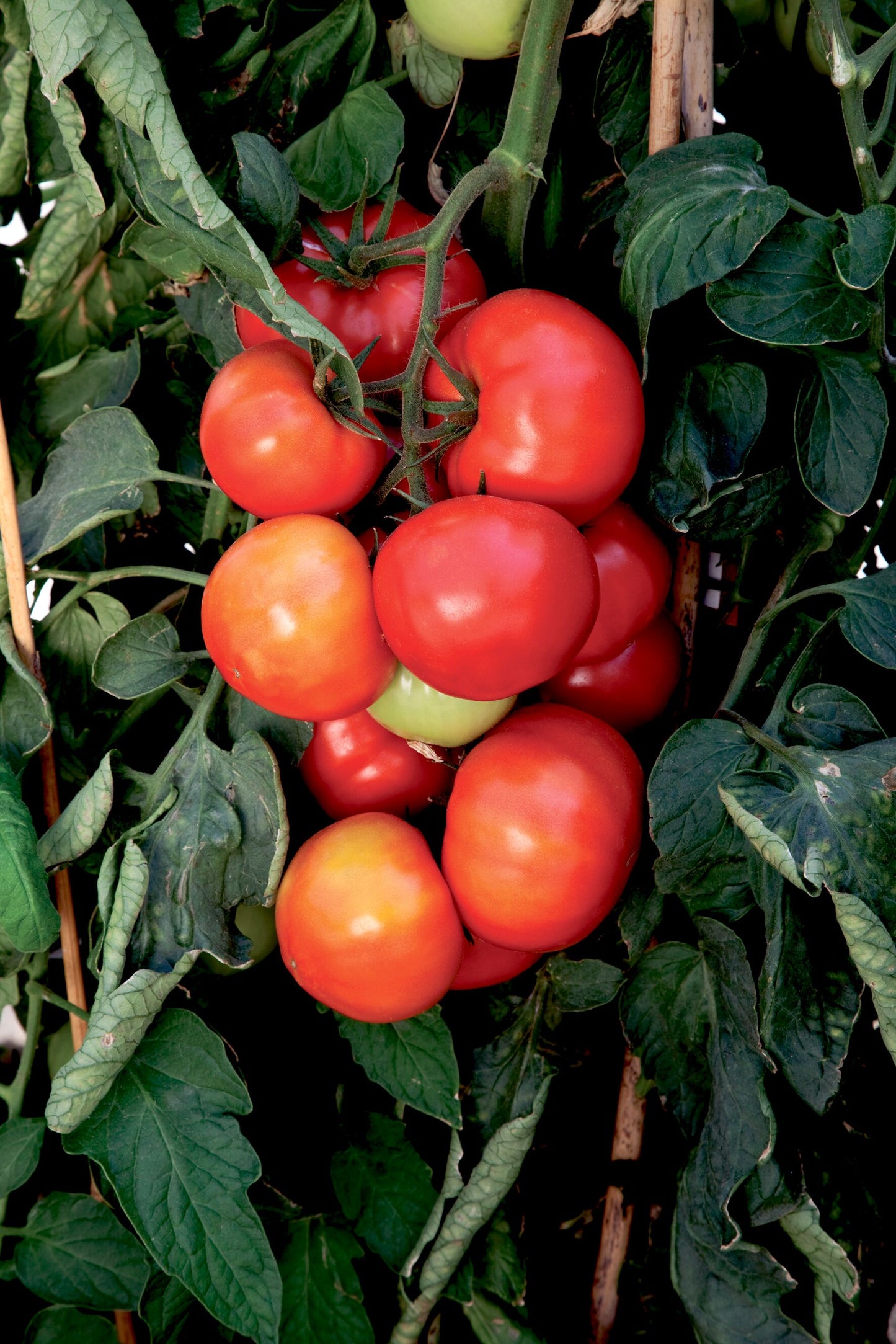 Tomatoes Lover's Variety-Pak 3 pc. R132153