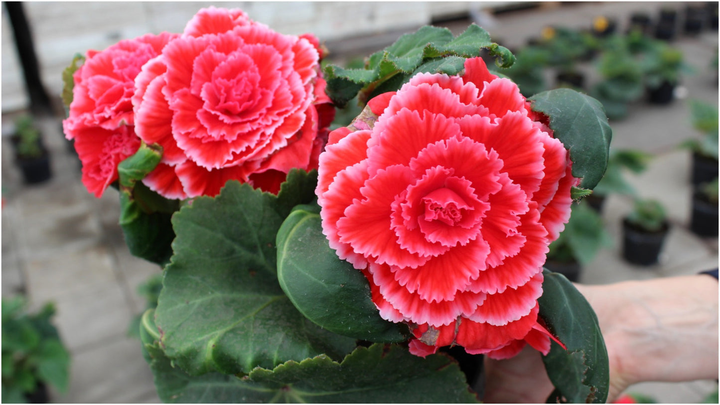 Jumbo Tuberous Begonia Bulbs w/ Hanging Basket 3 pc. R132053** Ships late March**