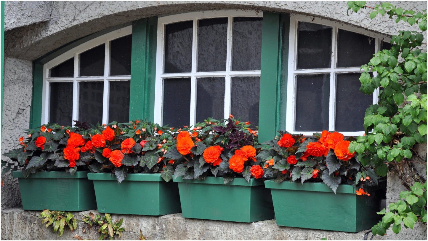 Jumbo Tuberous Begonia Bulbs w/ Hanging Basket 3 pc. R132053** Ships late March**