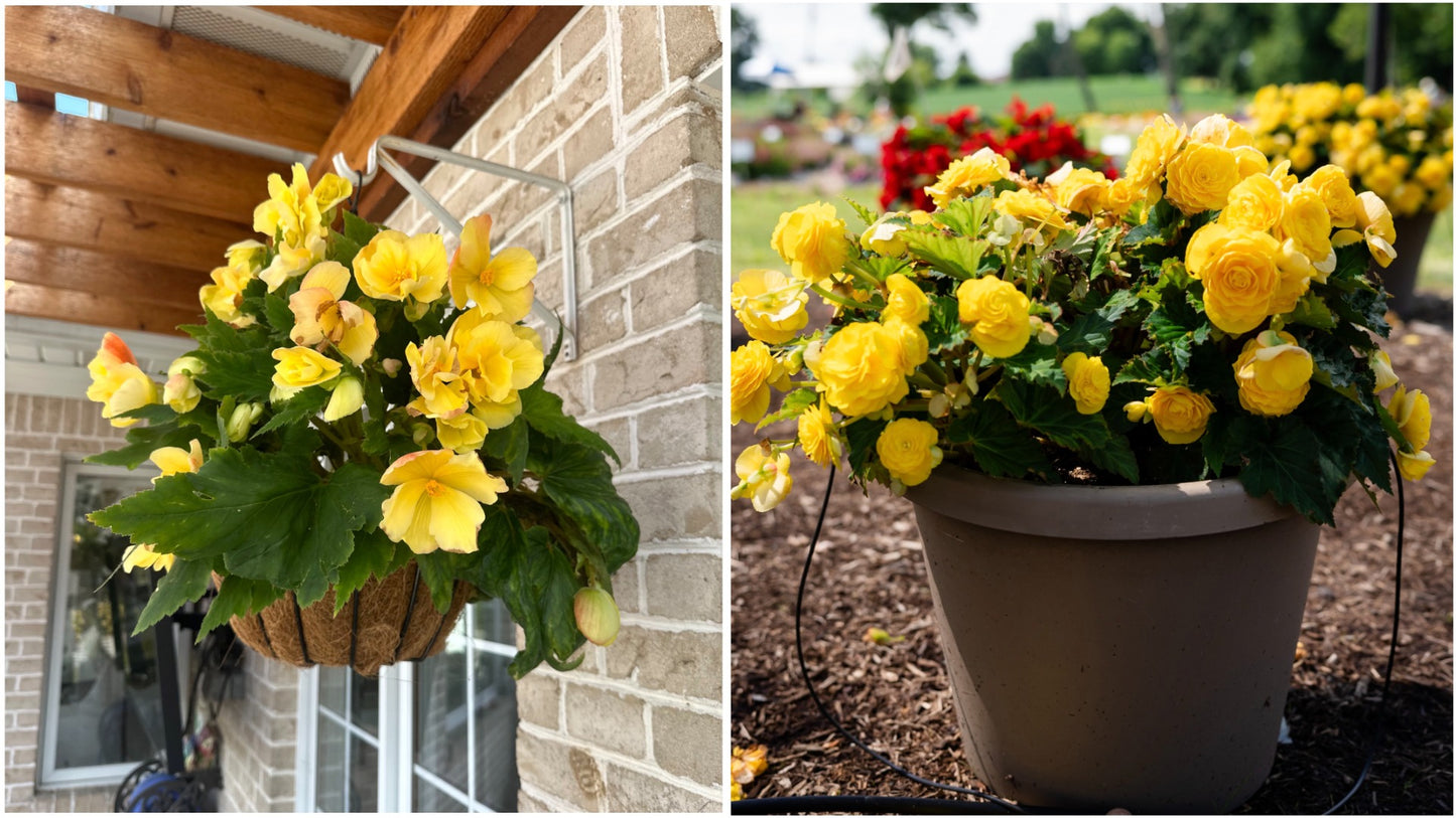 Jumbo Tuberous Begonia Bulbs w/ Hanging Basket 3 pc. R132053** Ships late March**