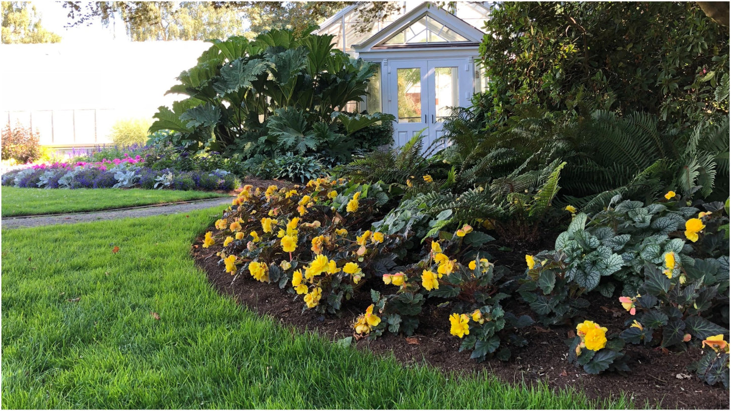 Jumbo Tuberous Begonia Bulbs w/ Hanging Basket 3 pc. R132053** Ships late March**