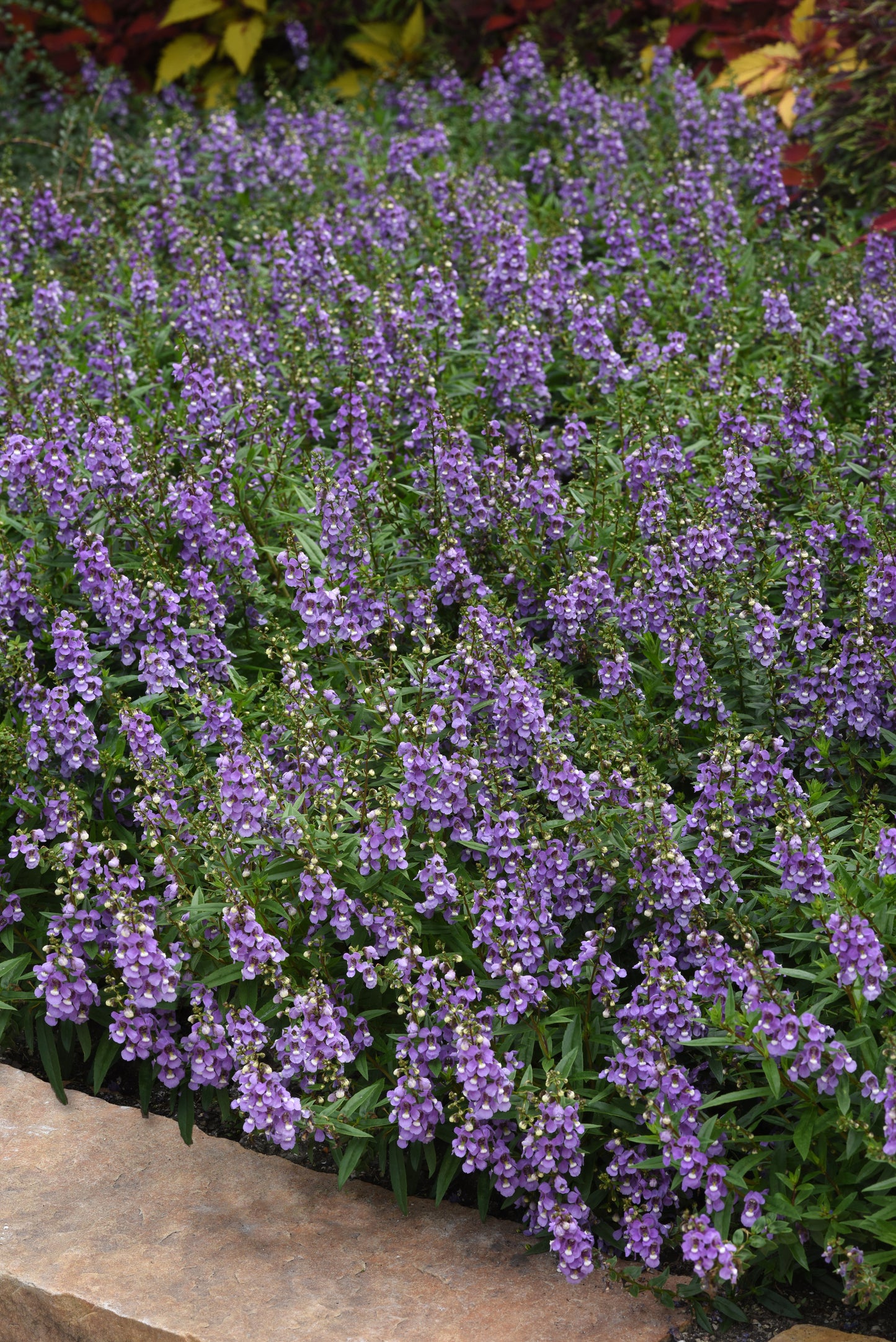 Angelonia Serenita® Series 3 pc. R132183