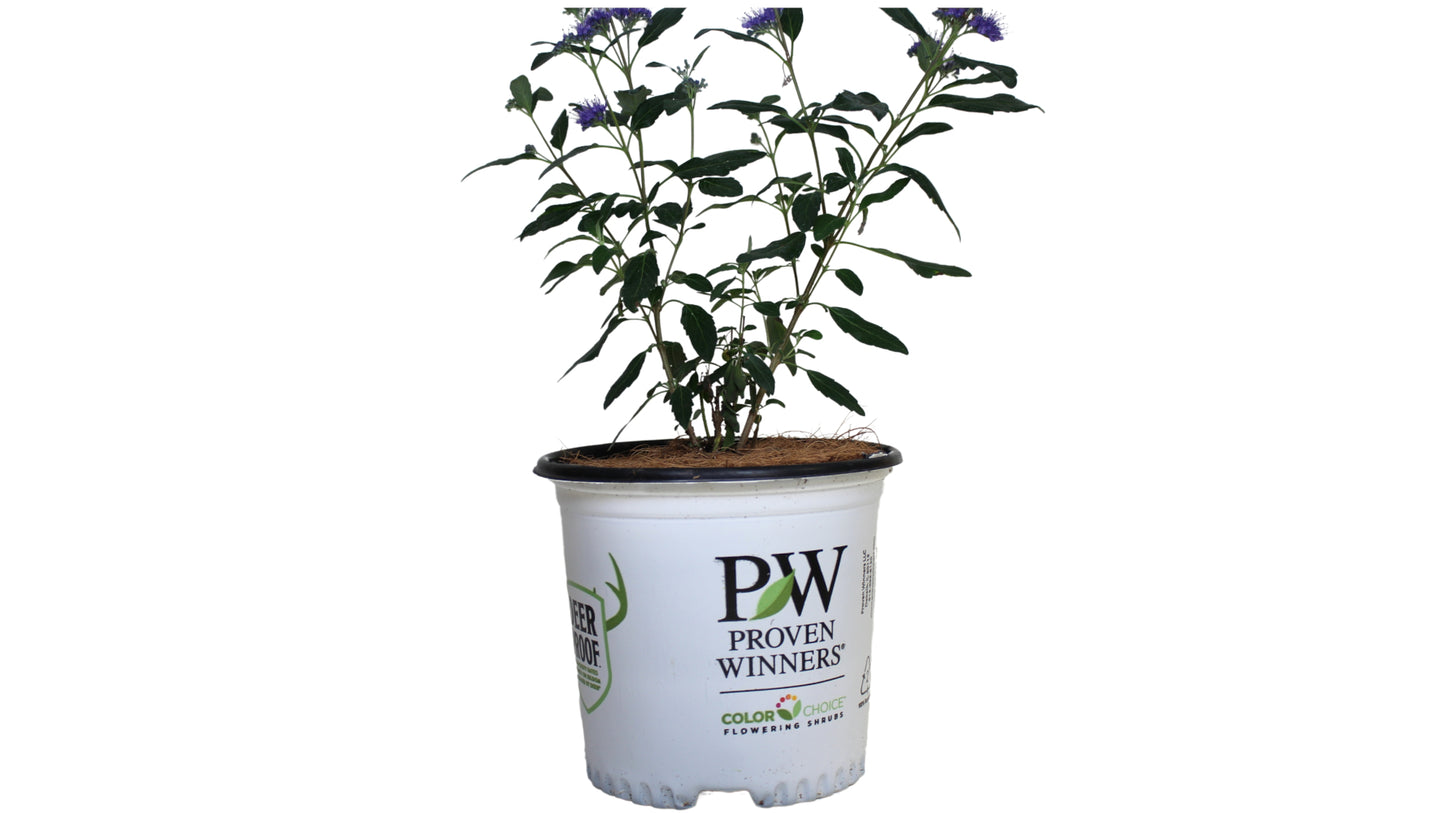 Caryopteris Proven Winners® Bluebeard Beyond Midnight® 1 pc.*R132056*