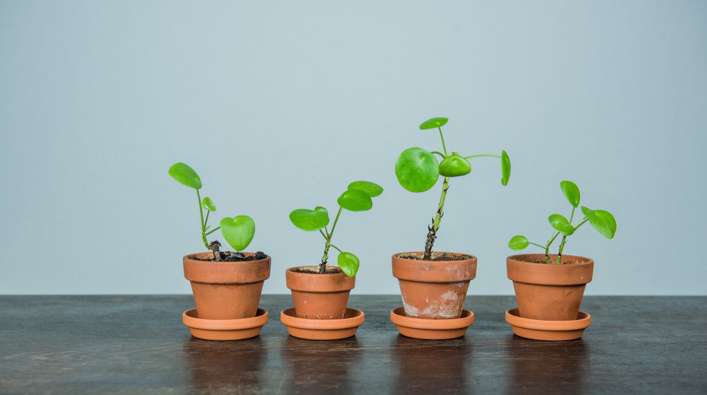 Pilea Pancake Plant or Coin Houseplant 2 pc. R132213 *NonZoned* Ships mid May