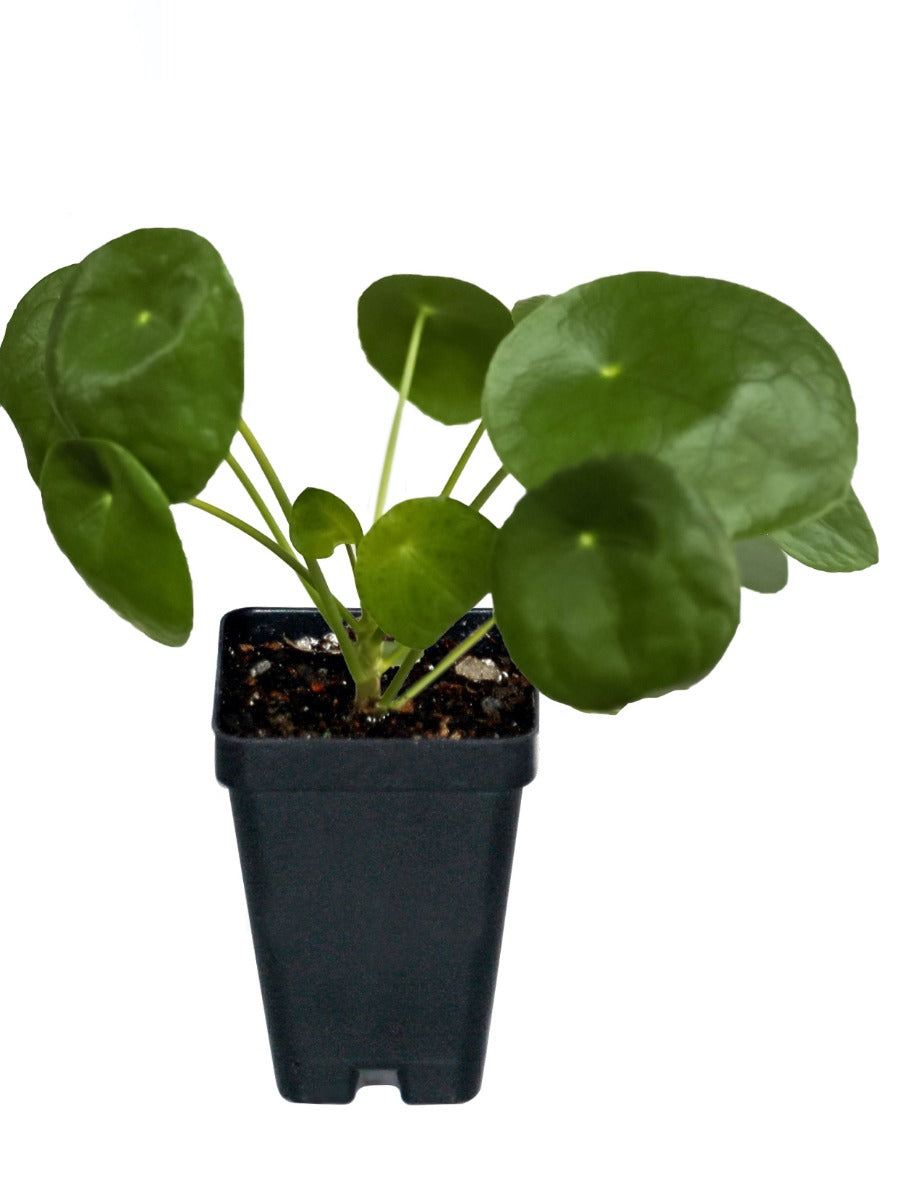 Pilea Pancake Plant or Coin Houseplant 2 pc. R132213 *NonZoned* Ships mid May