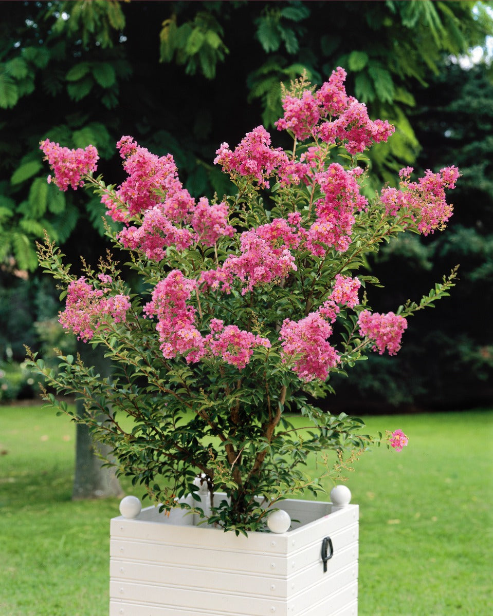 Crapemyrtle Hardy and Dwarf 1 pc. - R132113