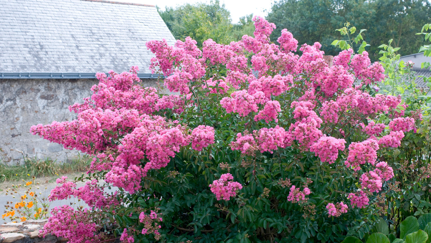 Crapemyrtle Hardy and Dwarf 1 pc. - R132113