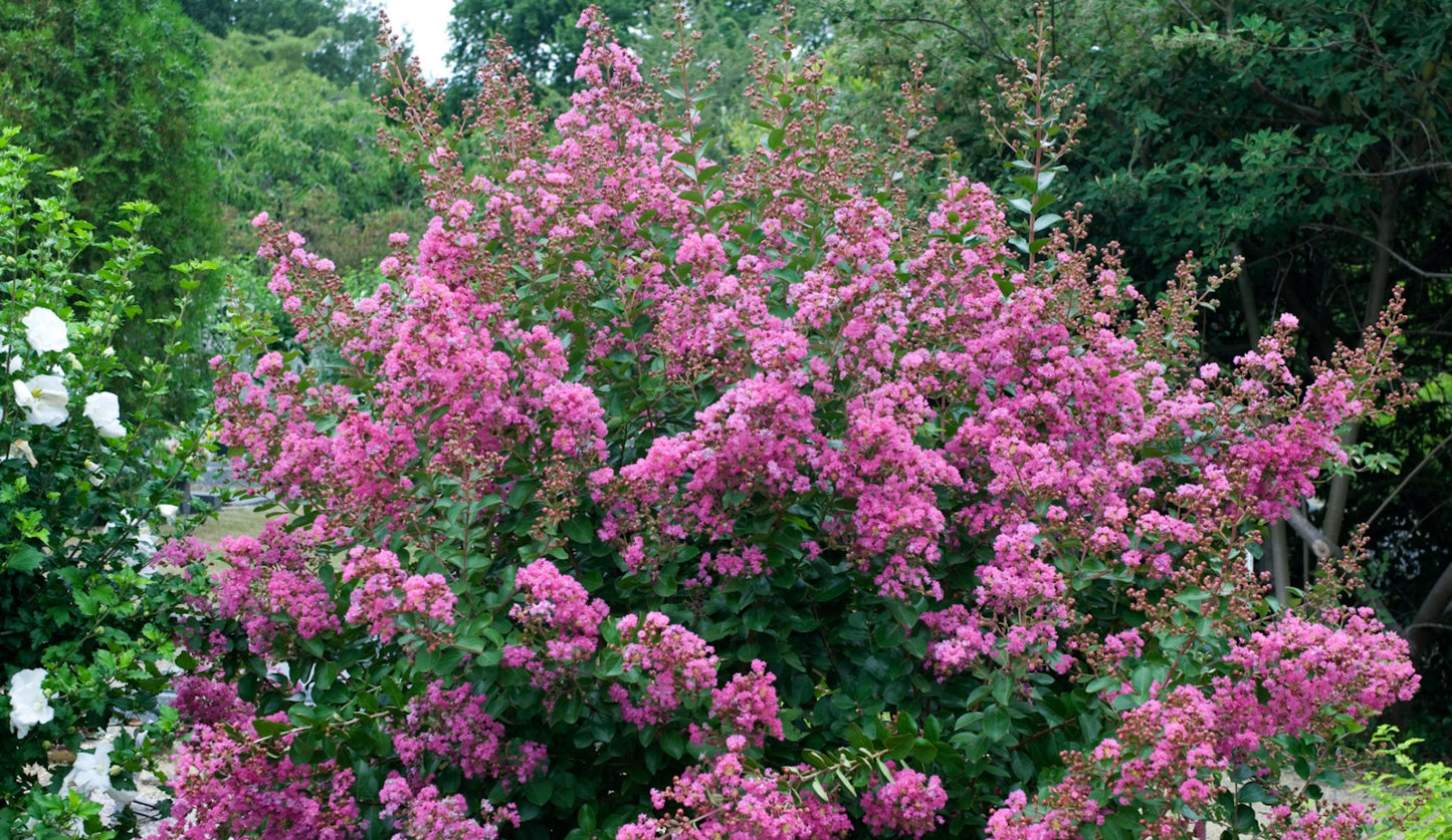 Crapemyrtle Hardy and Dwarf 1 pc. - R132113