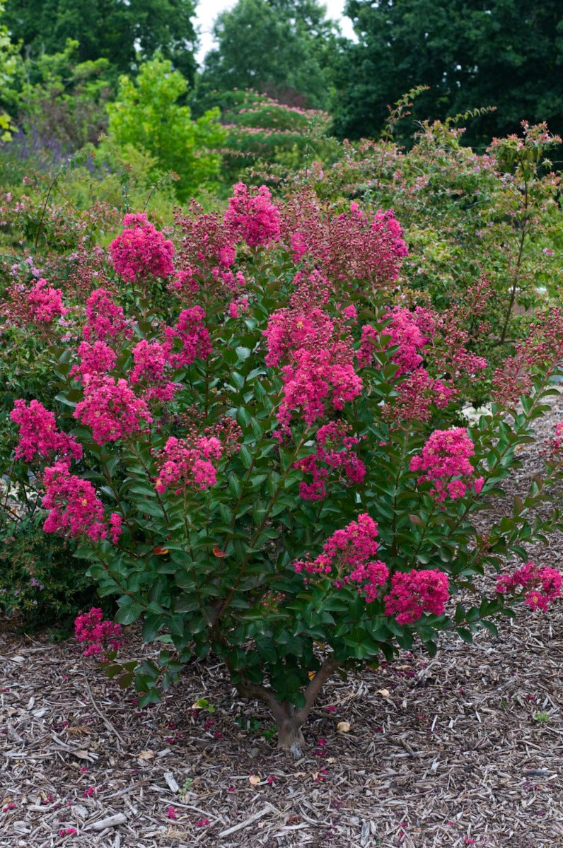 Crapemyrtle Hardy and Dwarf 1 pc. - R132113