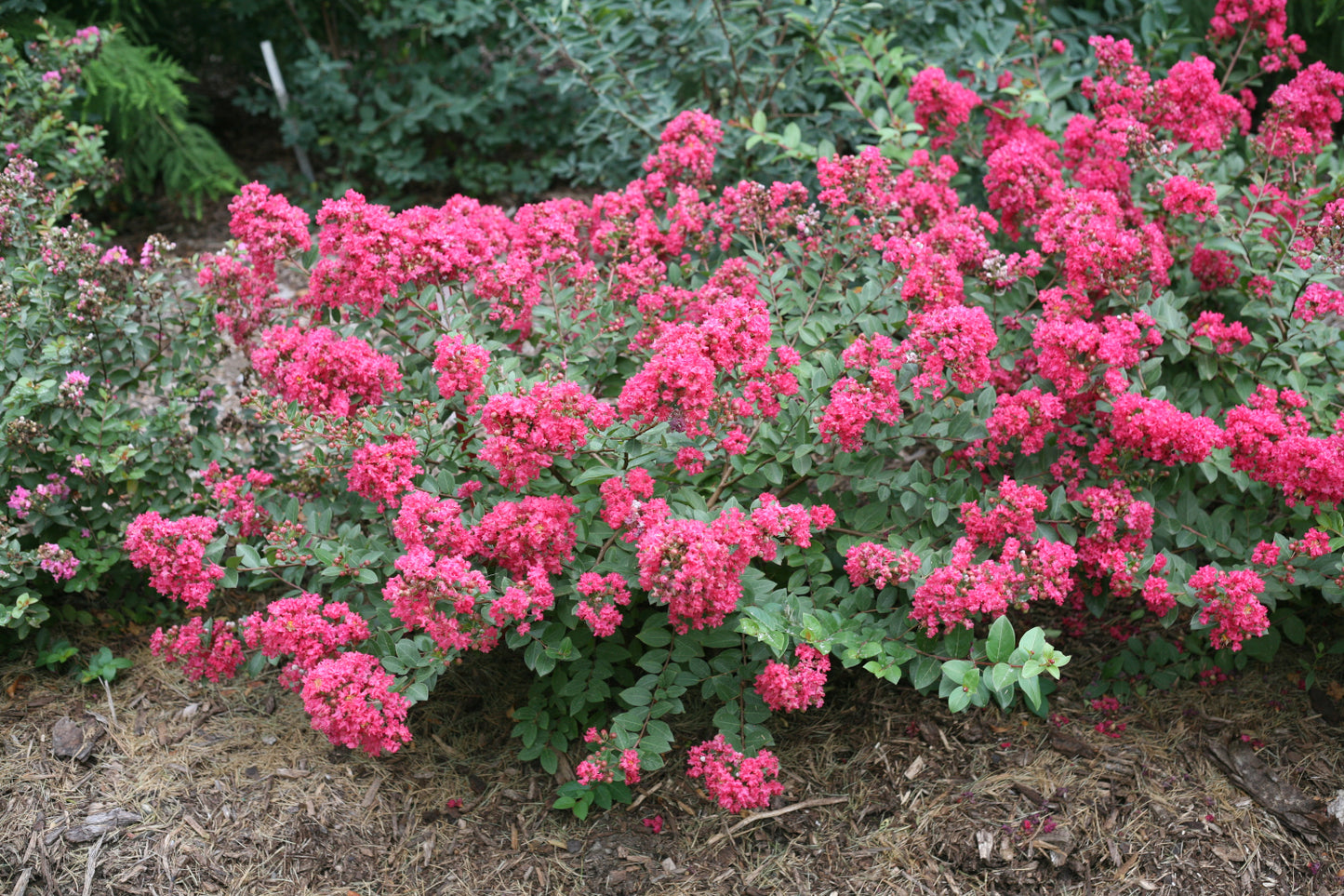 Crapemyrtle Hardy and Dwarf 1 pc. - R132113