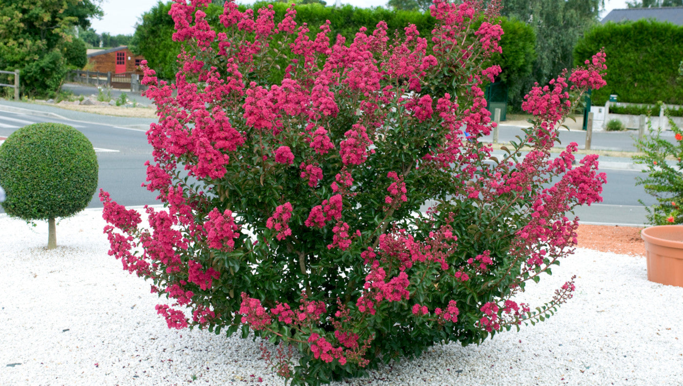 Crapemyrtle Hardy and Dwarf 1 pc. - R132113