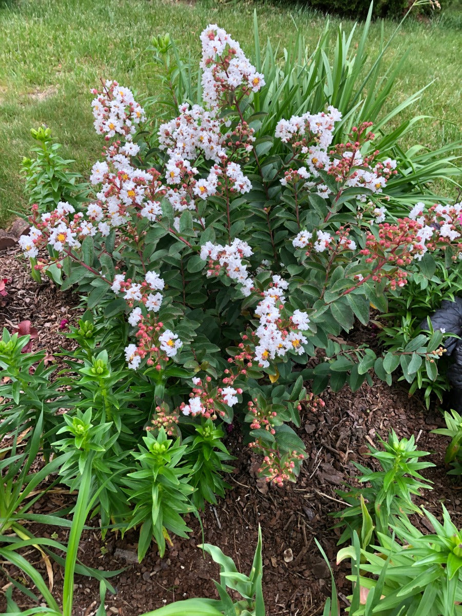 Crapemyrtle Hardy and Dwarf 1 pc. - R132113