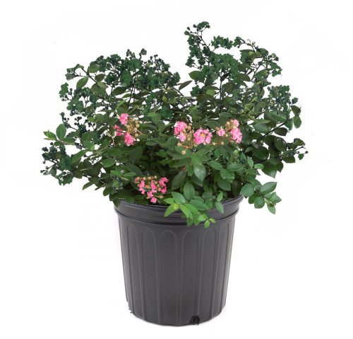 Crapemyrtle Hardy and Dwarf 1 pc. - R132113