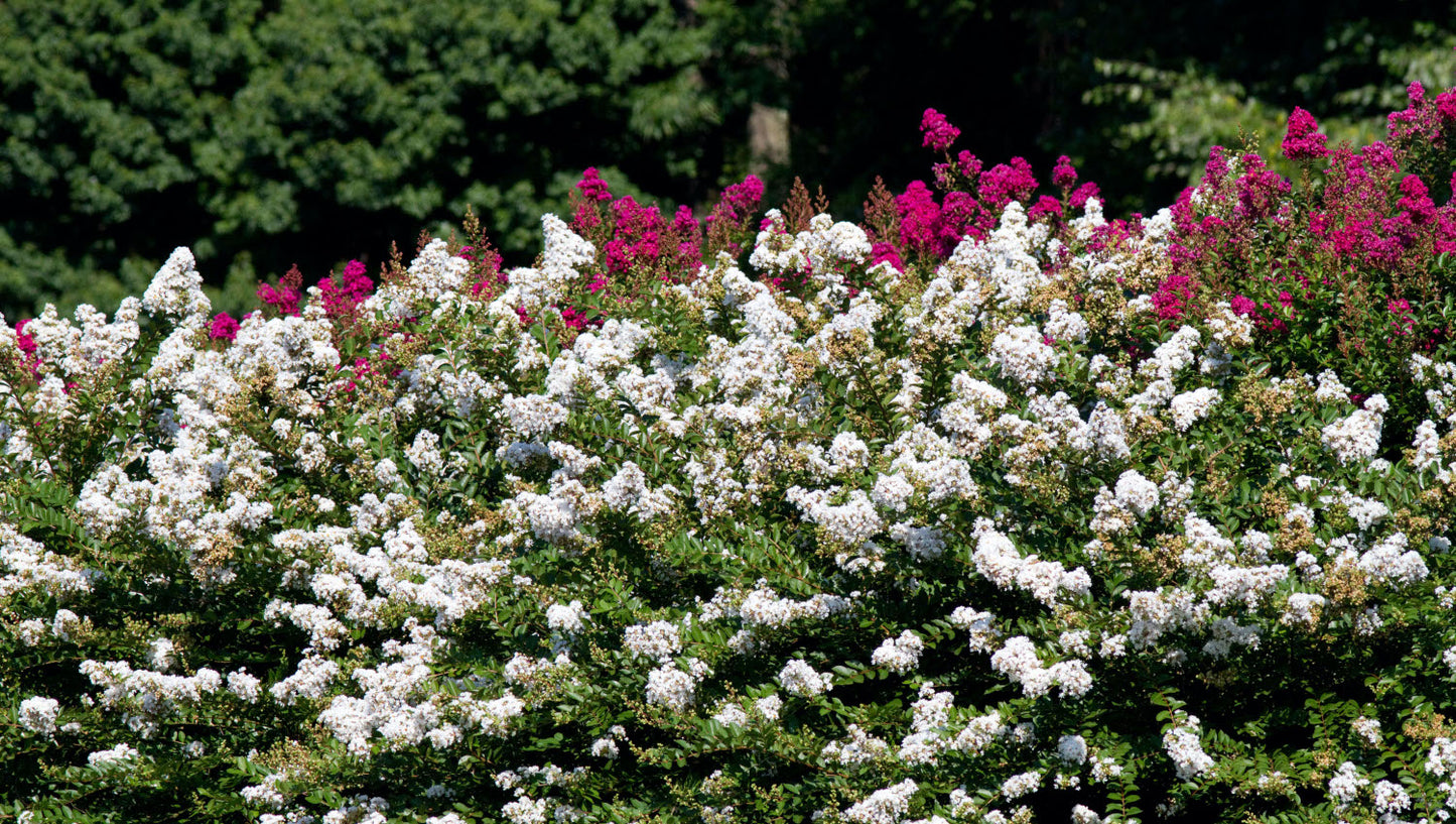 Crapemyrtle Hardy and Dwarf 1 pc. - R132113