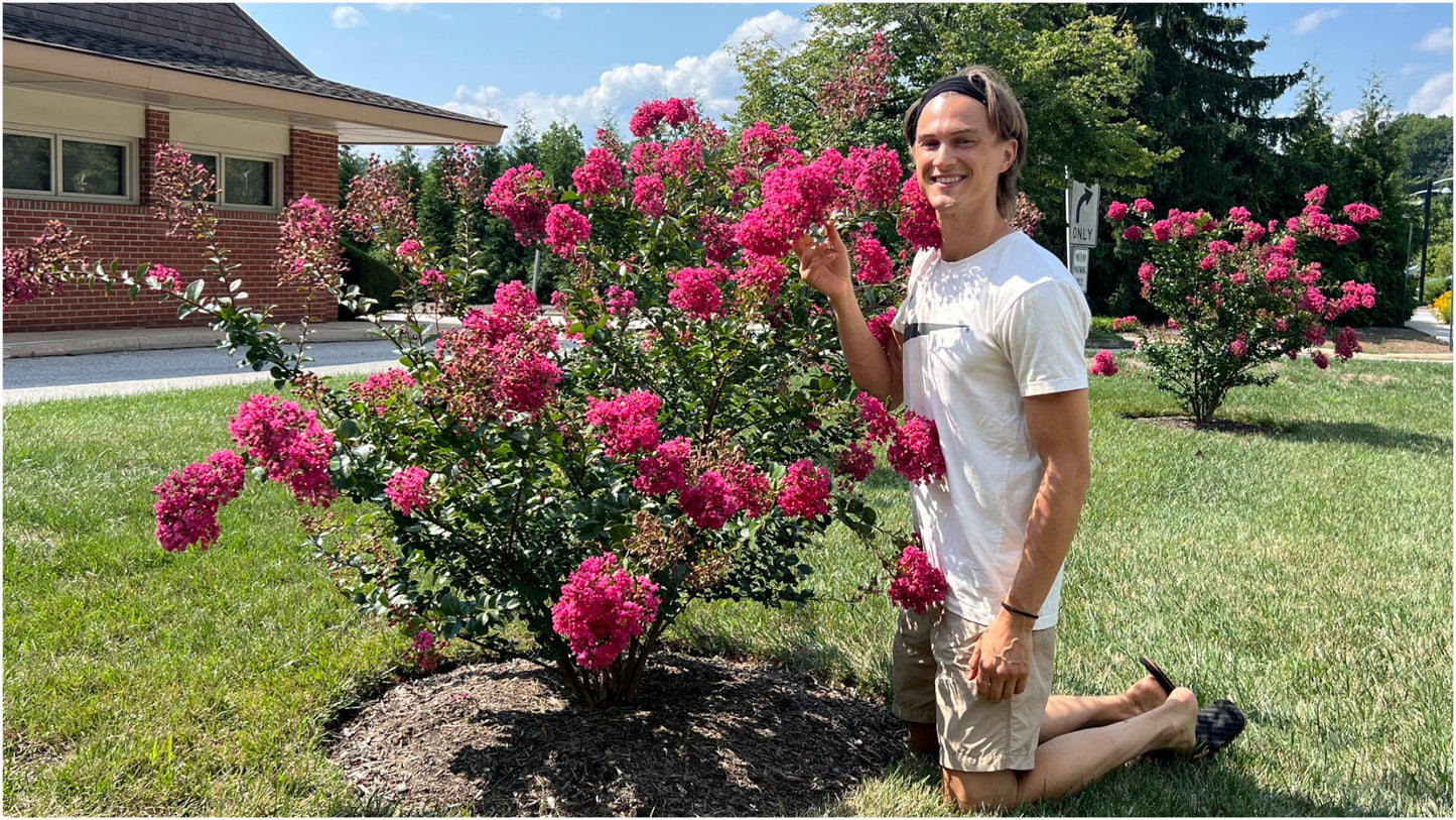 Crapemyrtle Hardy and Dwarf 1 pc. - R132113