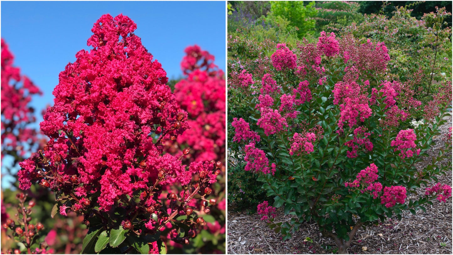 Crapemyrtle Hardy and Dwarf 1 pc. - R132113