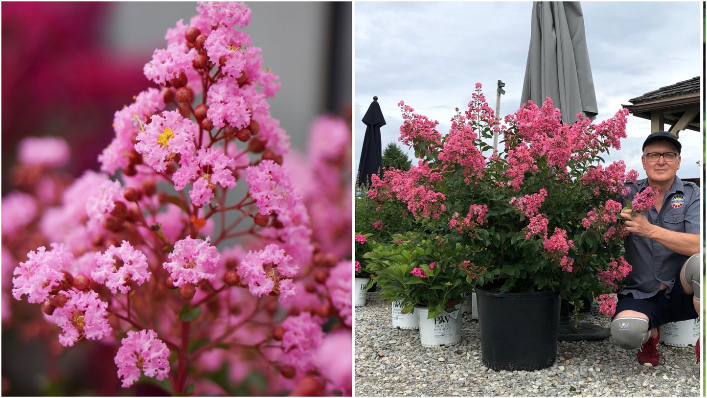 Crapemyrtle Hardy and Dwarf 1 pc. - R132113