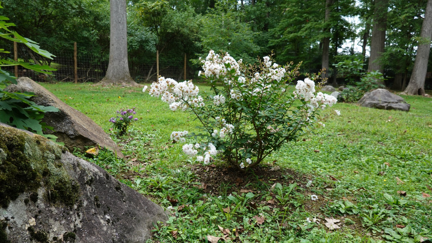 Crapemyrtle Hardy and Dwarf 1 pc. - R132113