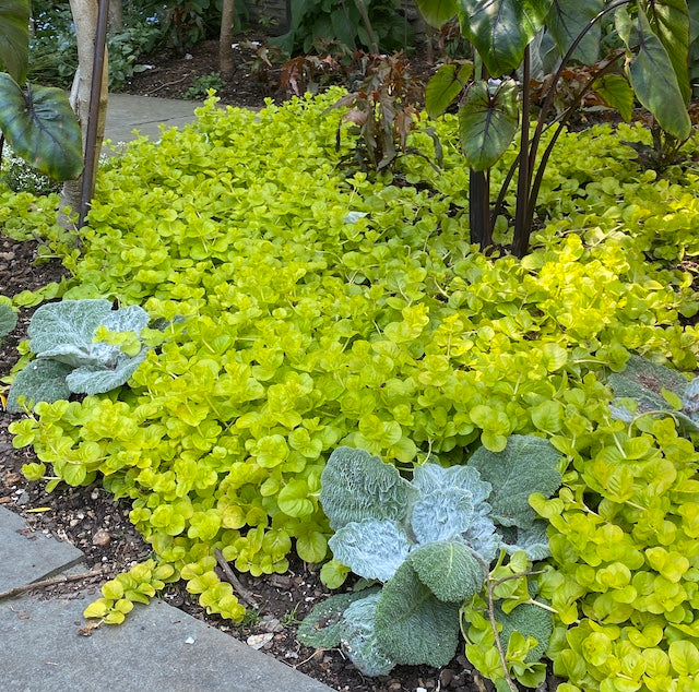 Golden Creeping Jenny Groundcover 6 pc. R132117