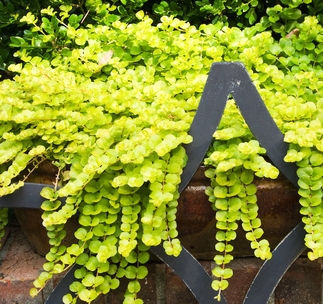 Golden Creeping Jenny Groundcover 6 pc. R132117