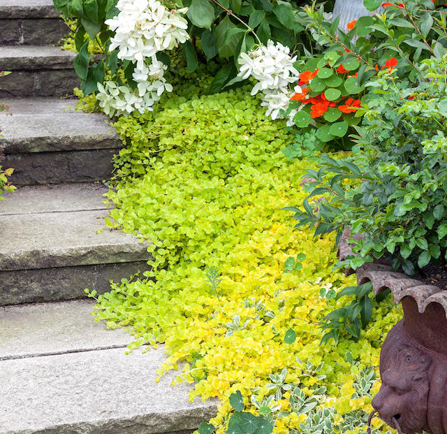 Golden Creeping Jenny Groundcover 6 pc. R132117