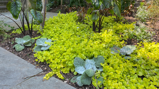 Golden Creeping Jenny Groundcover 6 pc. R132117