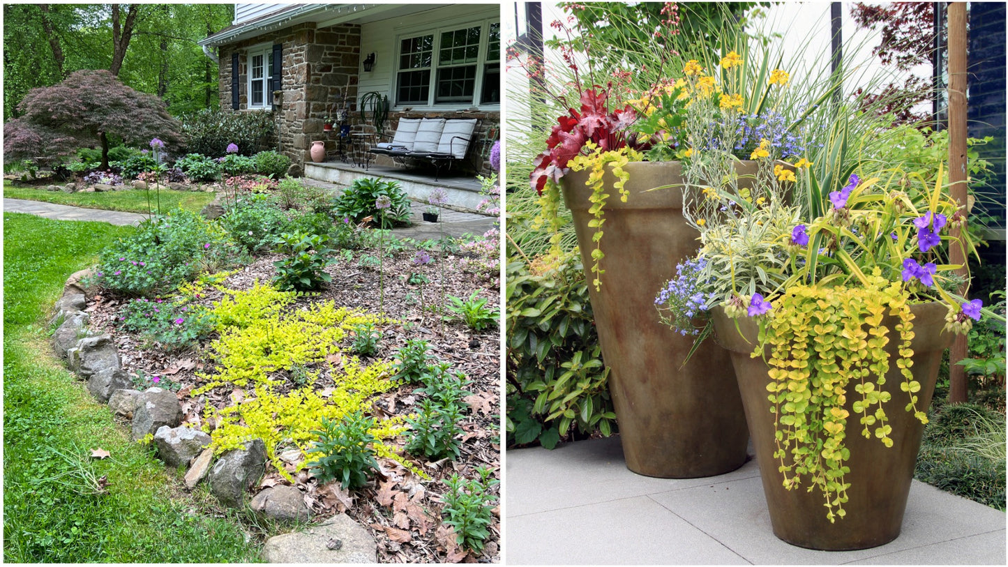 Golden Creeping Jenny Groundcover 6 pc. R132117