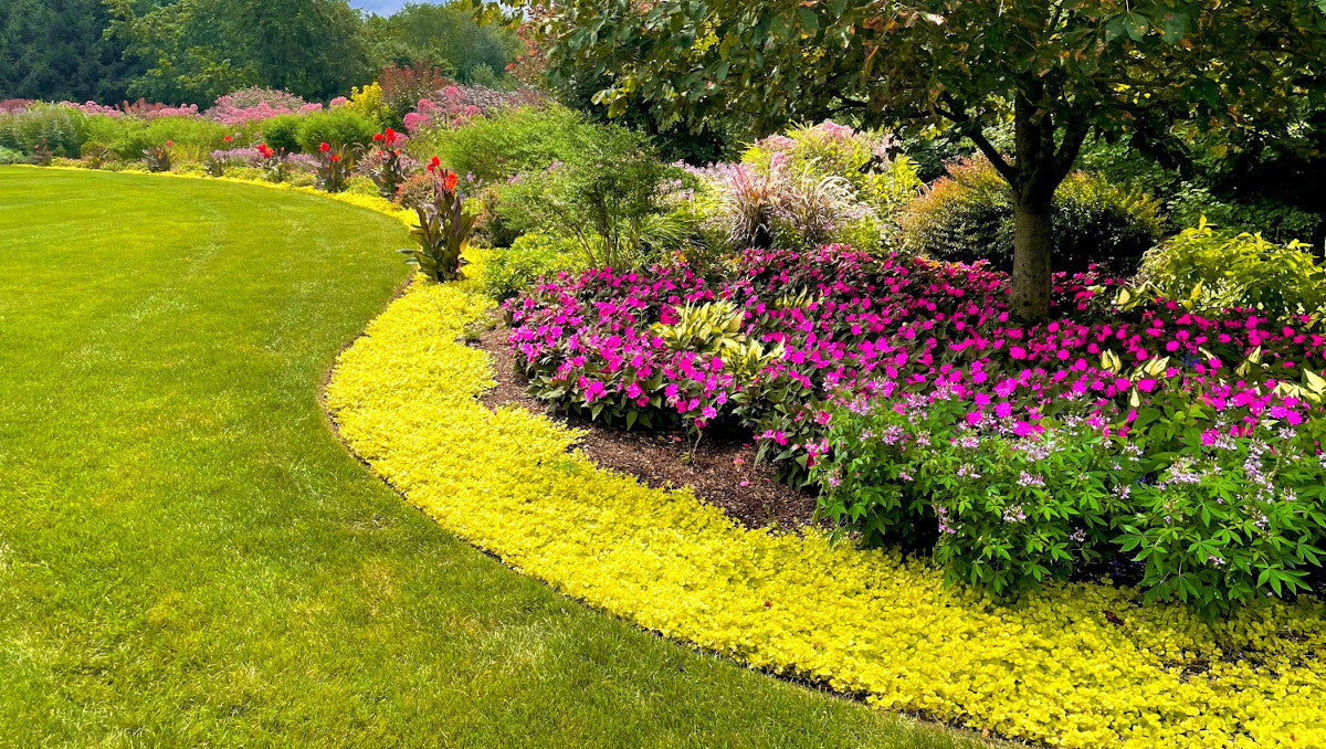 Golden Creeping Jenny Groundcover 6 pc. R132117