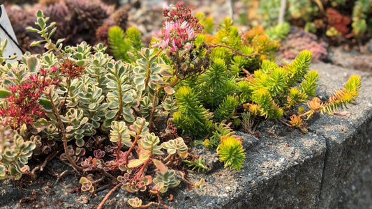 Cut and Plant Sedum and Iceplant Tiles R132221