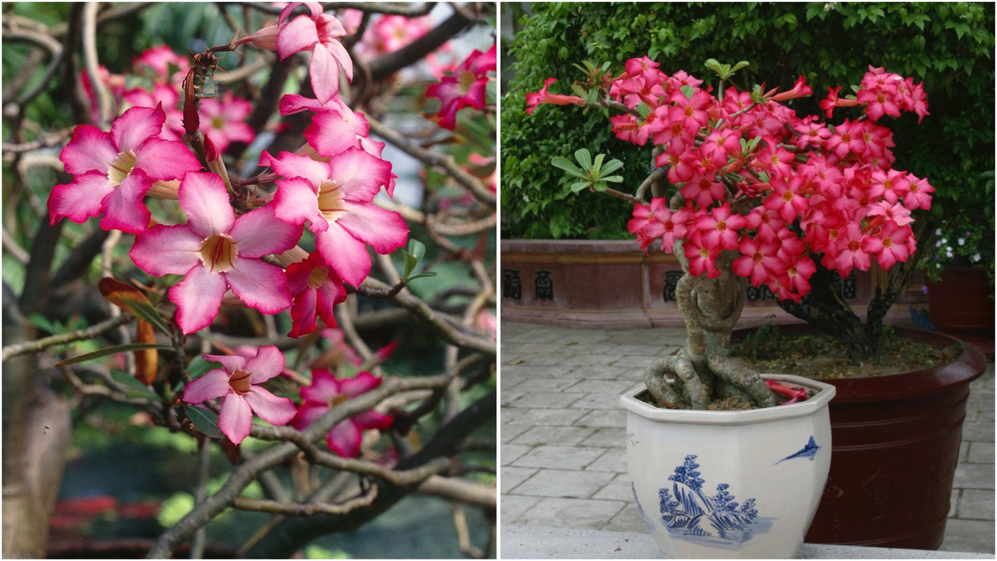 Desert Rose Adenium Color Choice of Colors 1 Pc. R132049**Ships mid May**