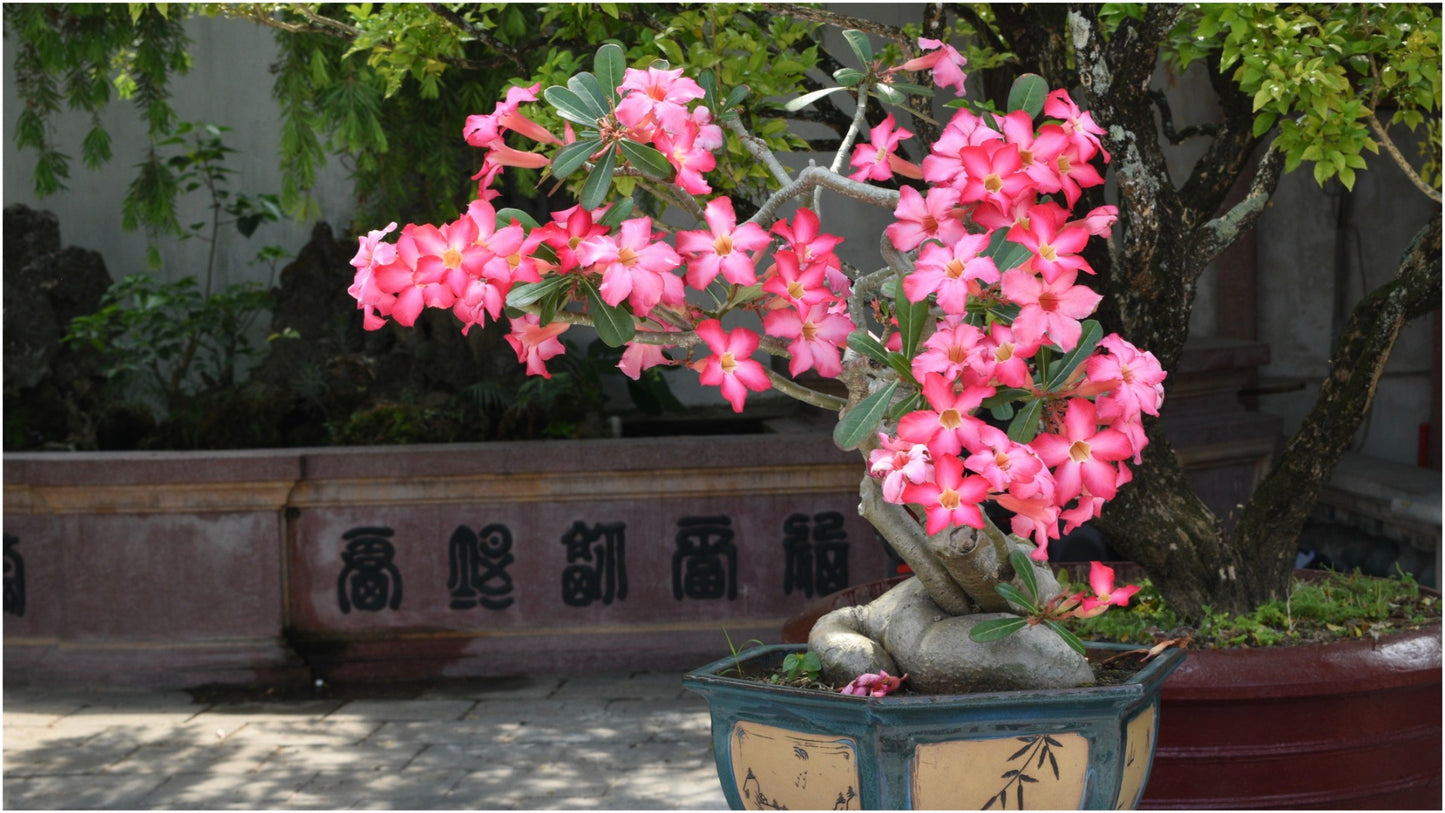 Desert Rose Adenium Color Choice of Colors 1 Pc. R132049**Ships mid May**