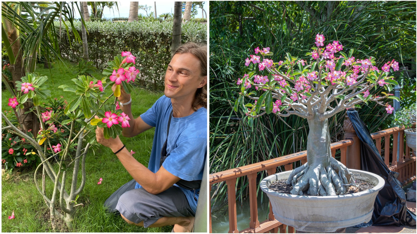 Desert Rose Adenium Color Choice of Colors 1 Pc. R132049**Ships mid May**