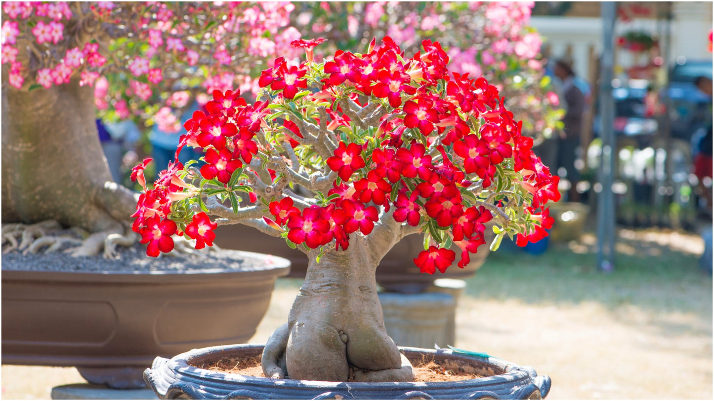 Desert Rose Adenium Color Choice of Colors 1 Pc. R132049**Ships mid May**