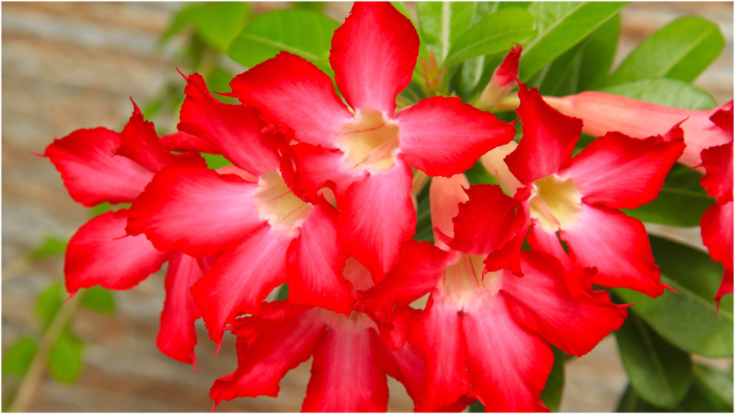 Desert Rose Adenium Color Choice of Colors 1 Pc. R132049**Ships mid May**