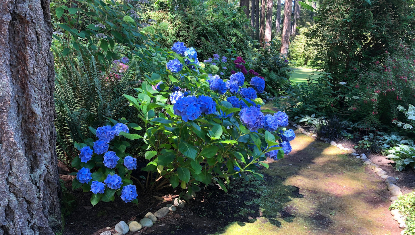 Hydrangea Proven Winner's® Pre-budded Blue Hydrangea 1 pc. R66929 **Ships Early May**