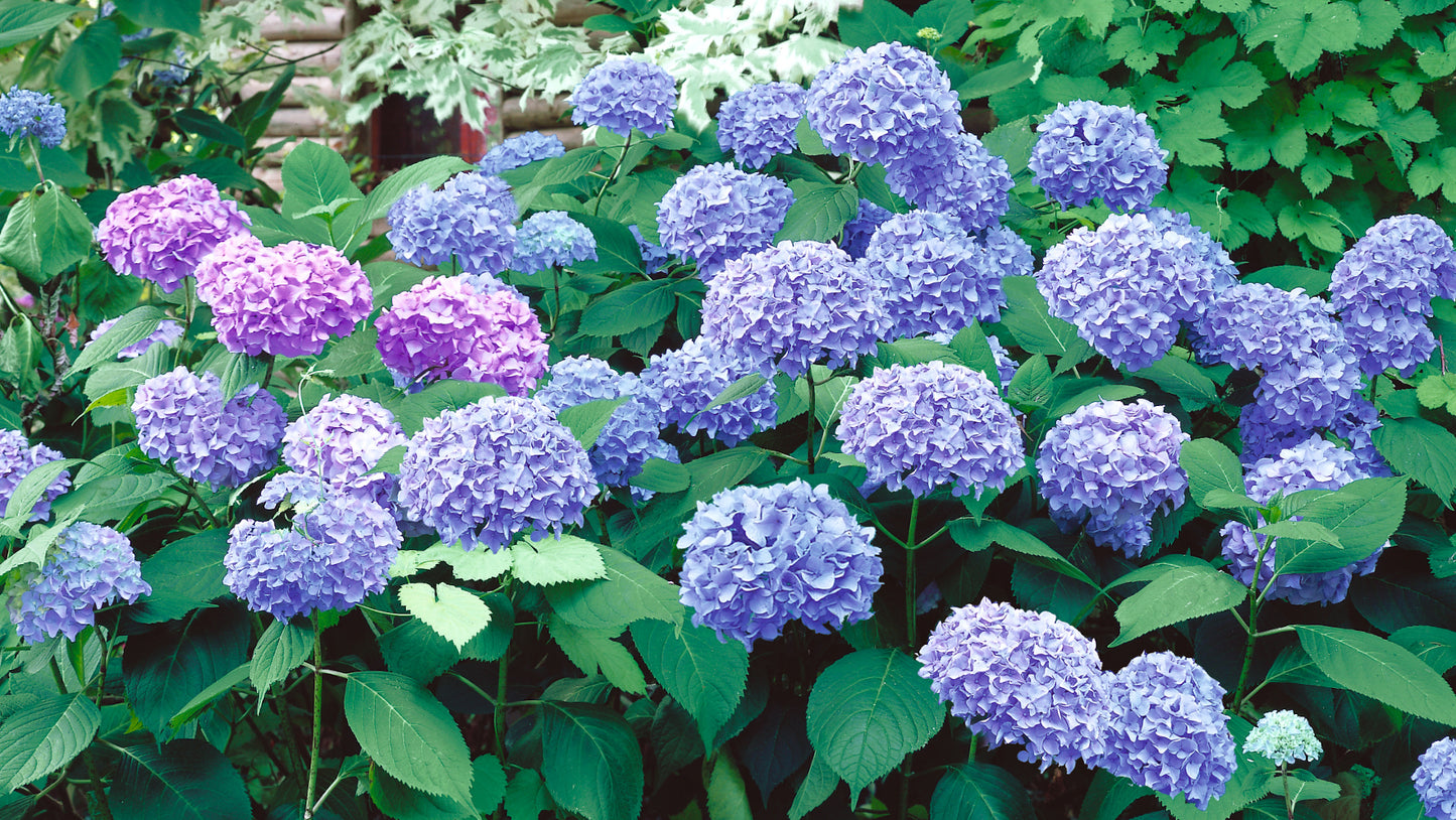 Hydrangea Proven Winner's® Pre-budded Blue Hydrangea 1 pc. R66929 **Ships Early May**