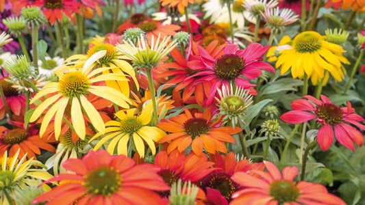 Echinacea 'Cheyenne Spirit' Color Changing Coneflowers 3 pc. R132064