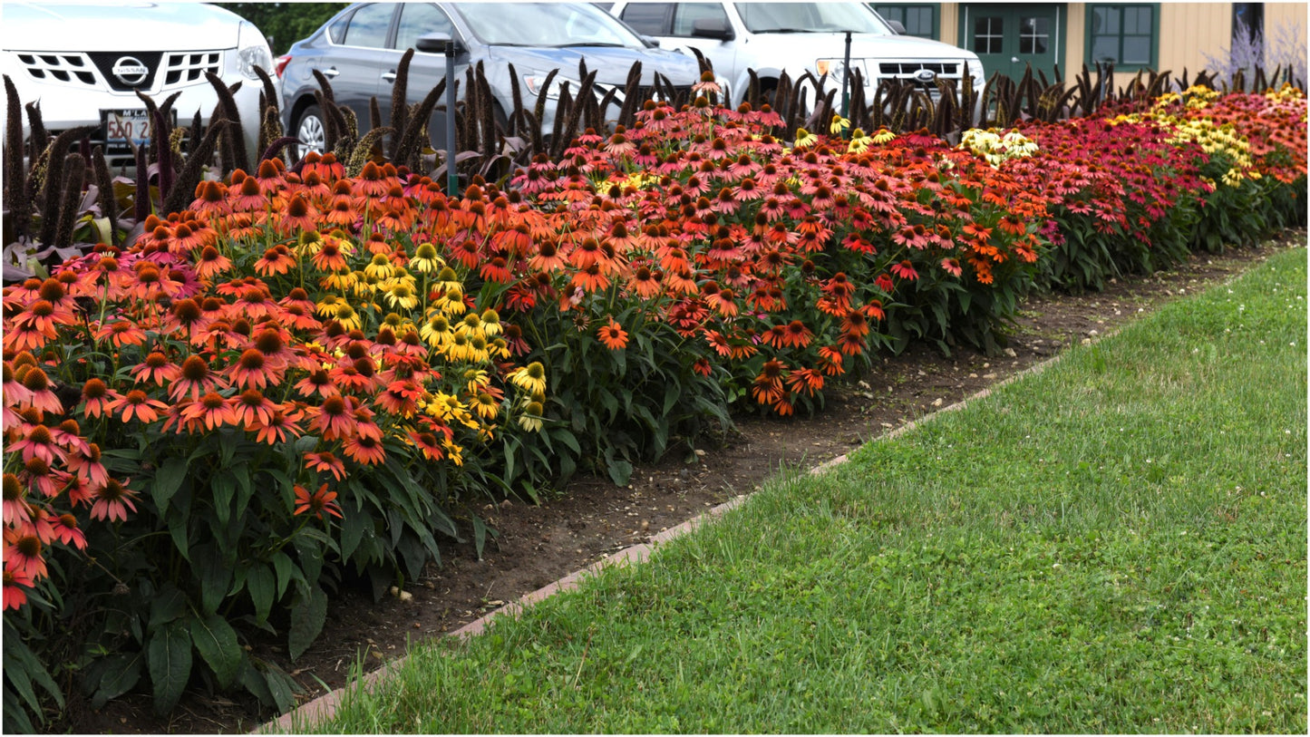 Echinacea 'Cheyenne Spirit' Color Changing Coneflowers 3 pc. R132064