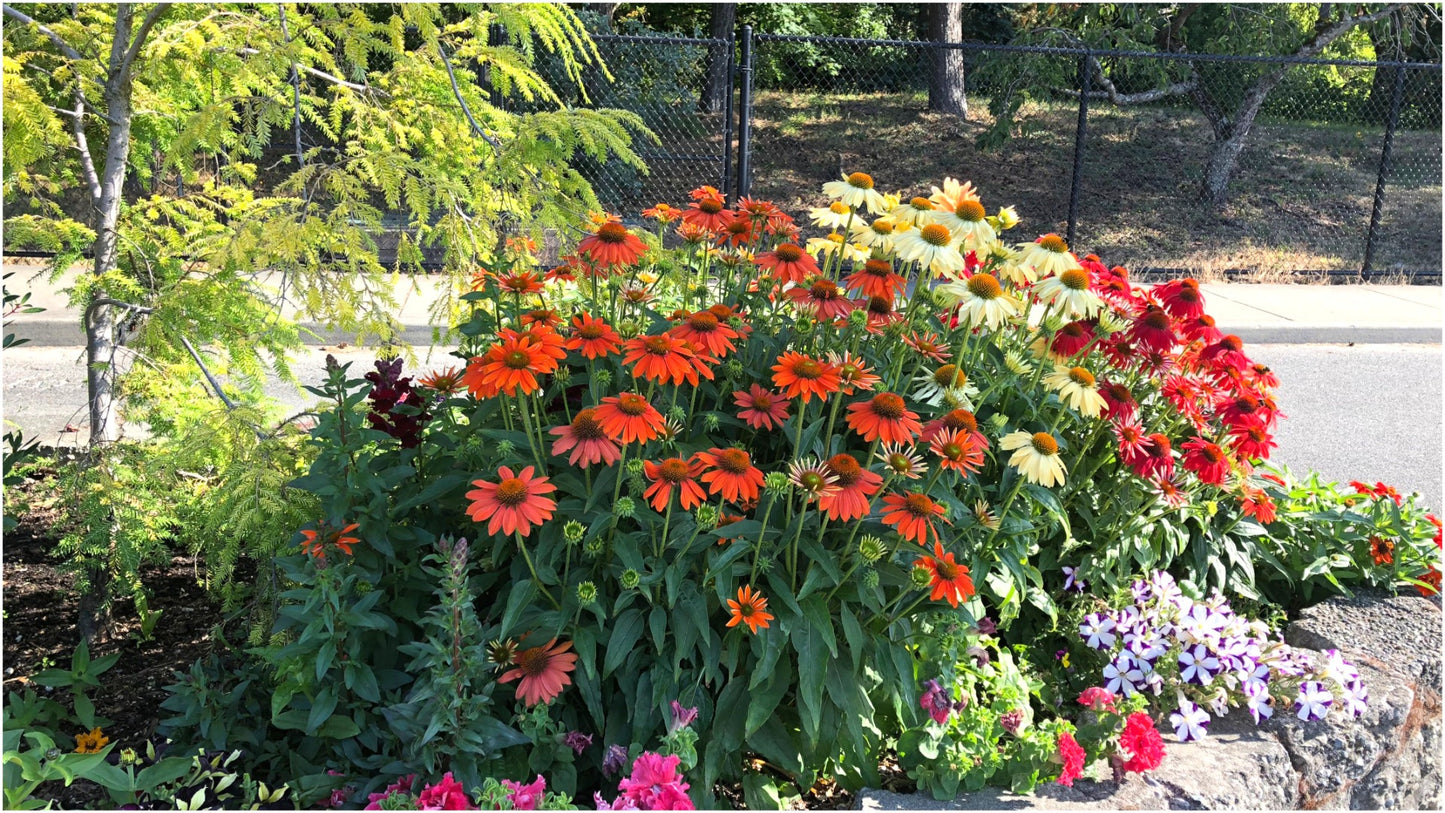 Echinacea 'Cheyenne Spirit' Color Changing Coneflowers 3 pc. R132064