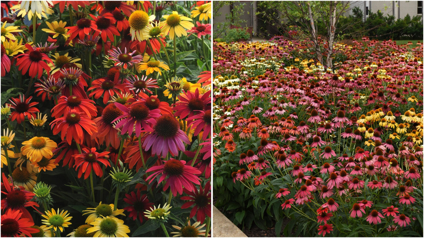 Echinacea 'Cheyenne Spirit' Color Changing Coneflowers 3 pc. R132064