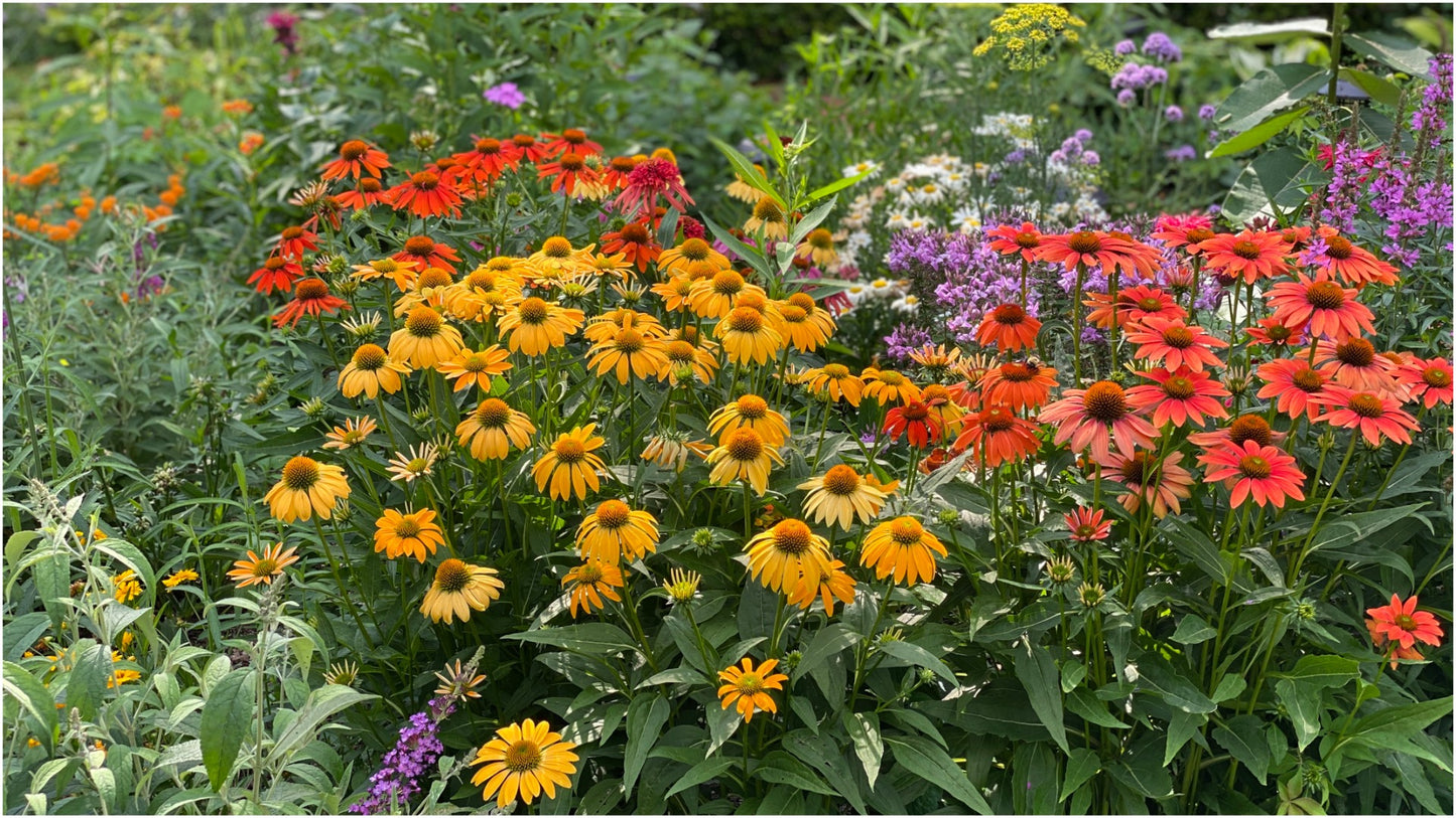 Echinacea 'Cheyenne Spirit' Color Changing Coneflowers 3 pc. R132064