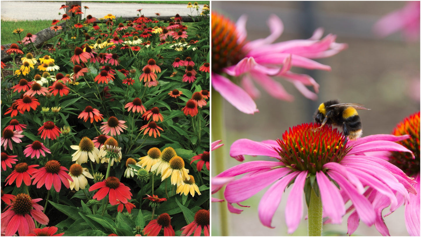 Echinacea 'Cheyenne Spirit' Color Changing Coneflowers 3 pc. R132064