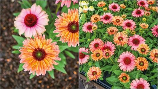 Echinacea Rainbow Sunseekers Coneflowers 3 pc. - R132063